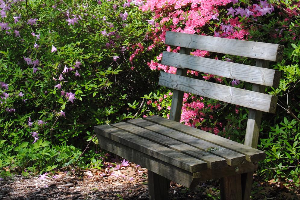 Empty bench within the arboretum