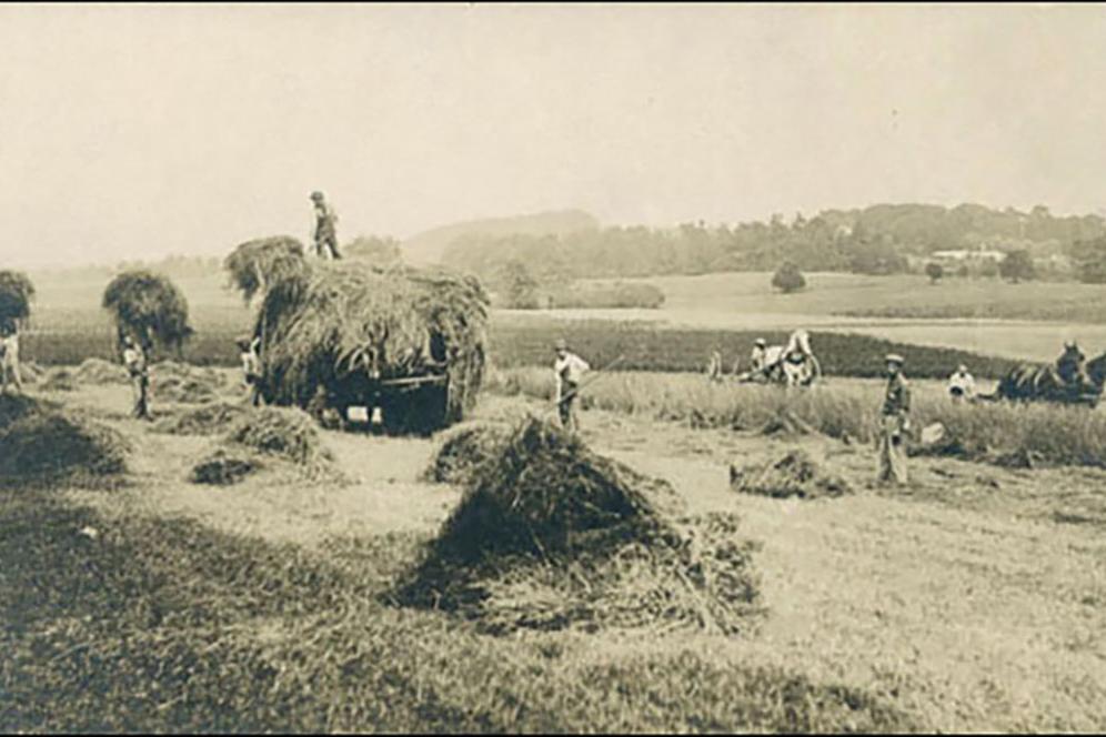 Photo from late 1800s showing student working in a hayfield