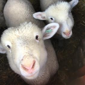 A close-up photo of two sheep.