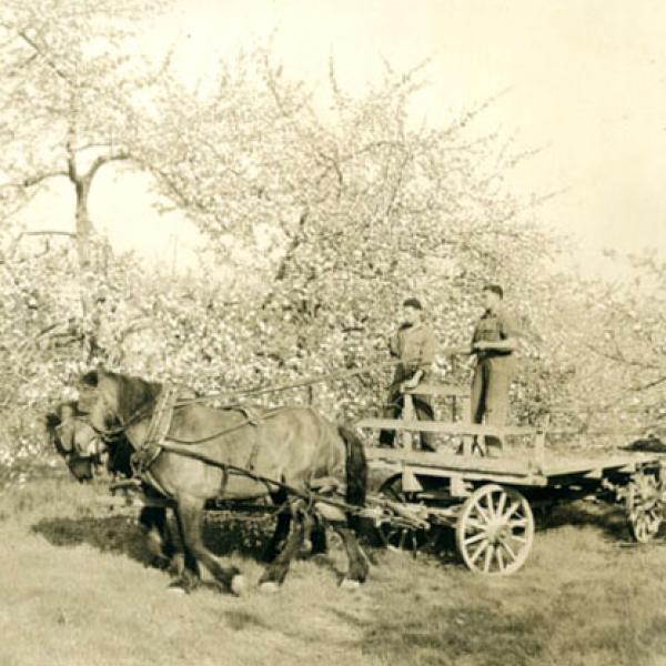 A early photograph of senior students in horticulture drive through a blossoming orchard.