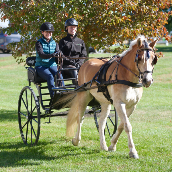Two carriage club members on a ride with a horse