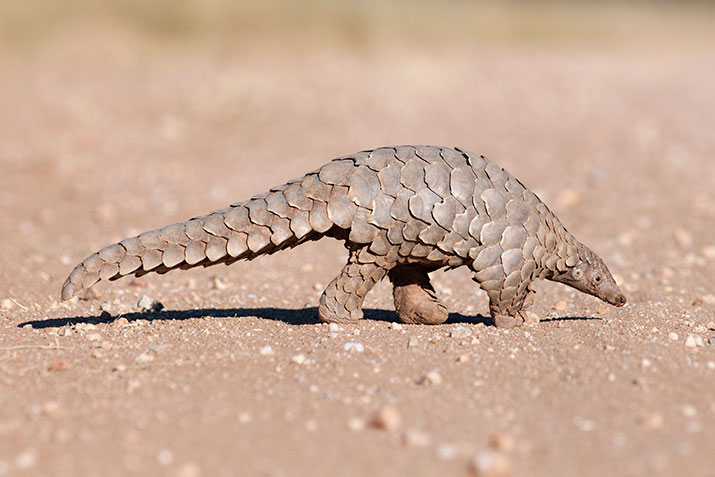 A pangolin hunts for food