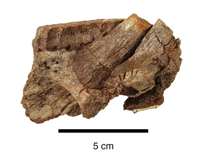 lower jaw fossil