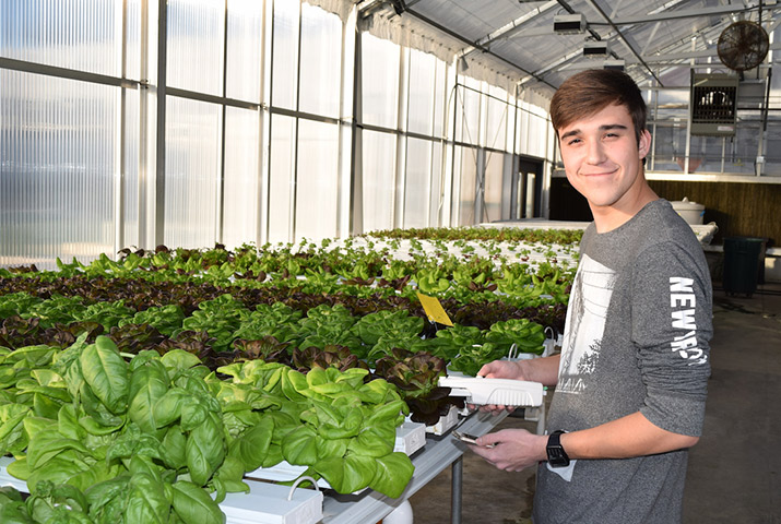 A student works with hydroponic lettuce in a greenhouse for student research. 