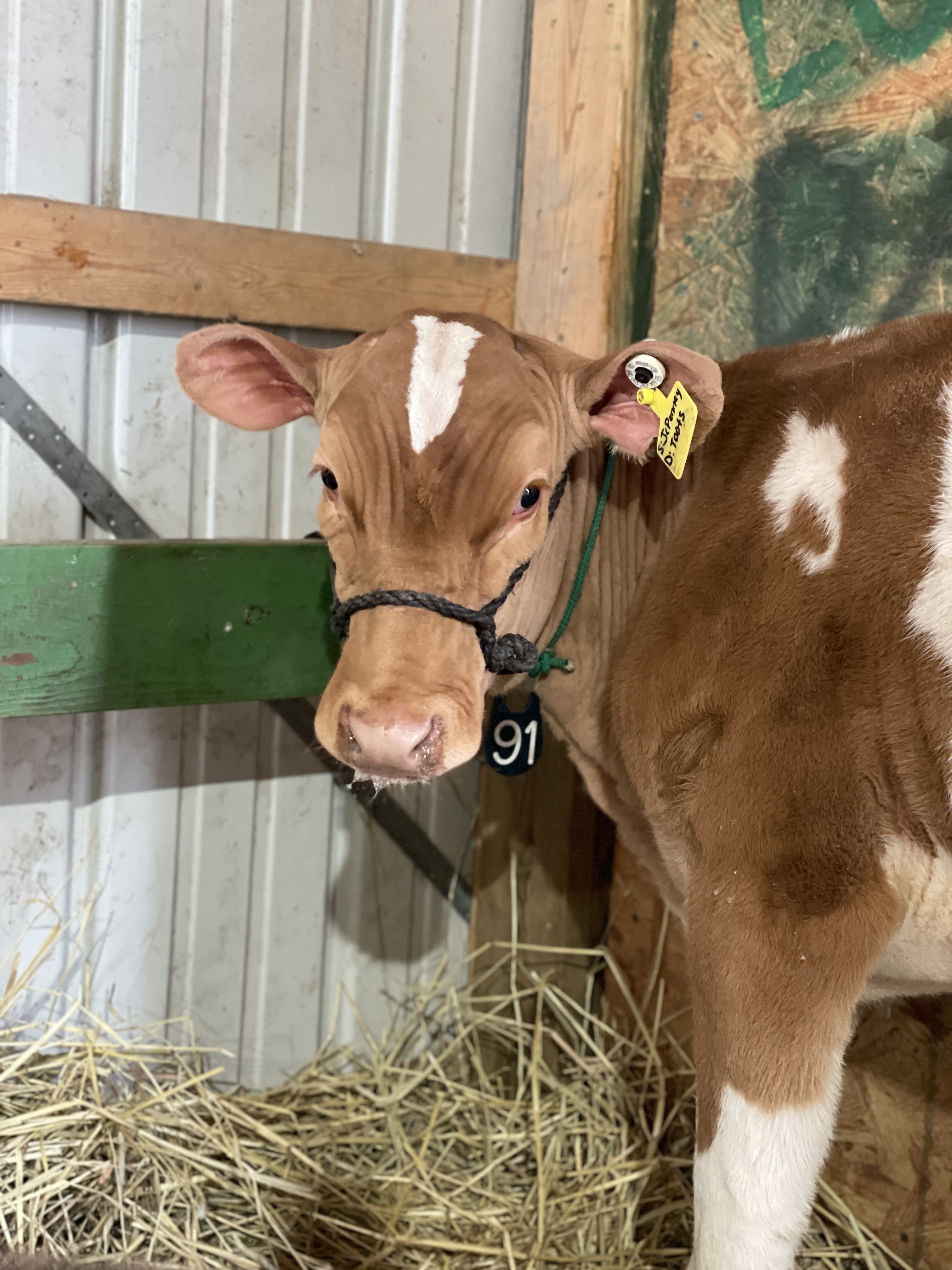 2025 DVU Dairy Sale