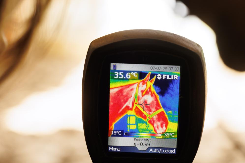 A thermal censor pointed at a horse. The horses temperature can be read on the censor.