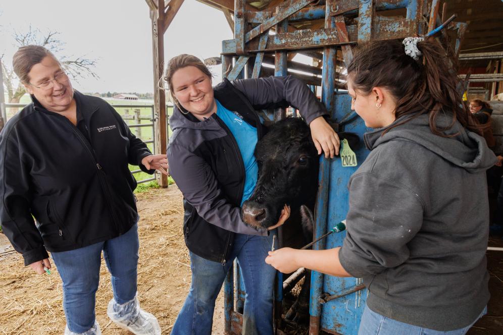 Joanne is working with a few students in the dairy barn with a cow.
