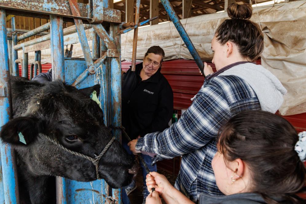 Joanne is working with a few students in the dairy barn with a cow.