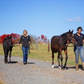 Equine Science