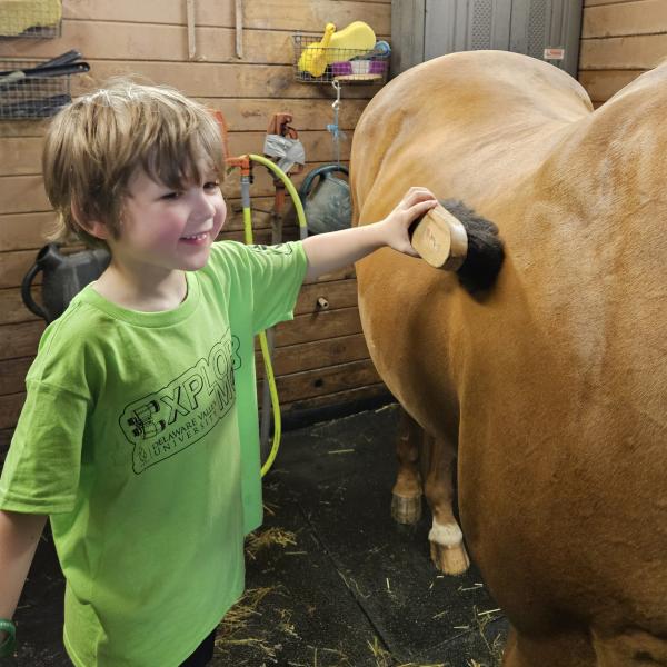 A boy child is brushing a horse.