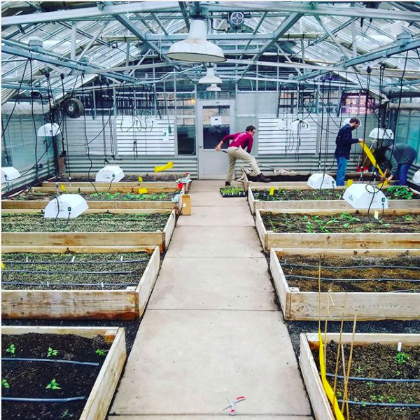The commercial vegetable production class at work in the greenhouse