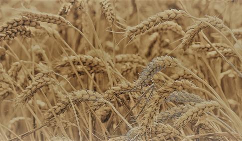 A field of wheat