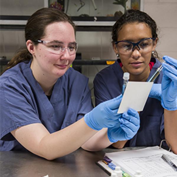 Two students working a small animal lab